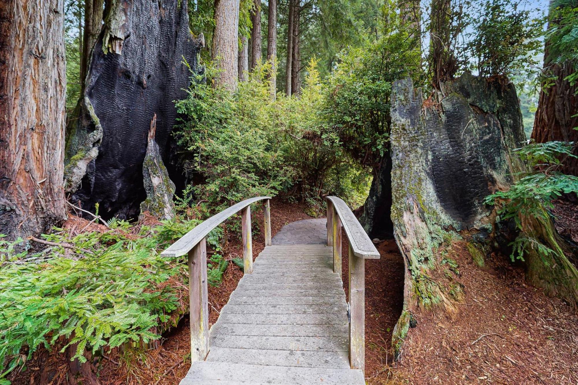 Serene Redwood Retreat Arcata Εξωτερικό φωτογραφία