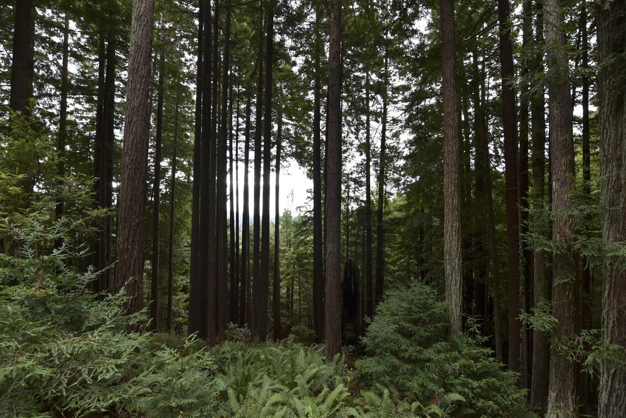 Serene Redwood Retreat Arcata Εξωτερικό φωτογραφία